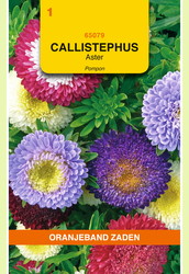 OBZ Callistephus, Aster Pompon gemengd - afbeelding 1