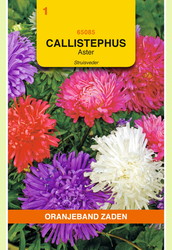 OBZ Callistephus, Aster Struisveder gemengd - afbeelding 1