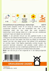 OBZ Chrysanthemum, Margriet Meikoningin - afbeelding 2