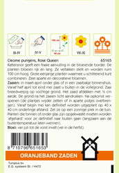 OBZ Cleome, Kattensnor roze - afbeelding 2