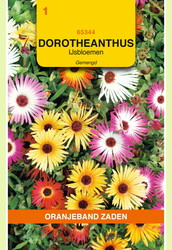 OBZ Dorotheanthus, IJsbloemen gemengd - afbeelding 1