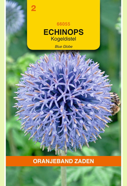 OBZ Echinops, Kogeldistel Blue Globe - afbeelding 1