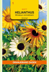 OBZ Helianthus, miniatuur Zonnebloem gemengd - afbeelding 1