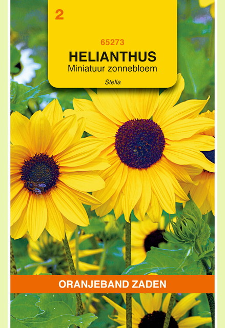 OBZ Helianthus, miniatuur Zonnebloem Stella - afbeelding 1