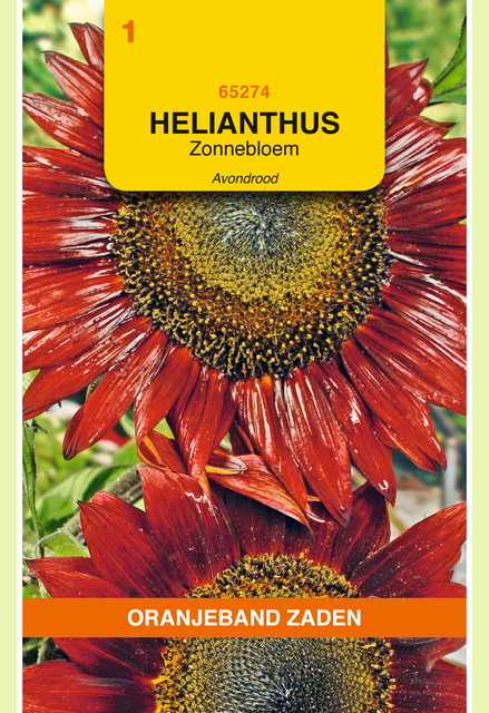OBZ Helianthus, Zonnebloem Avondrood - afbeelding 1