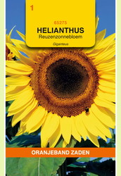 OBZ Helianthus, Zonnebloem Giganteus - afbeelding 1