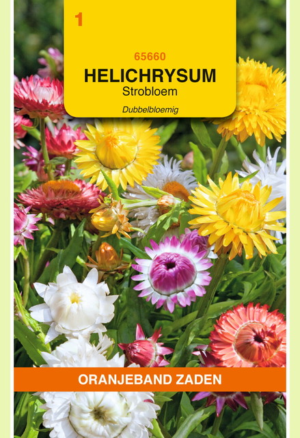 OBZ Helichrysum, Strobloem dubbelbloemig gemengd - afbeelding 1