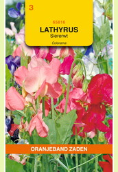 OBZ Lathyrus, Reuk- of siererwt Colorama gemengd - afbeelding 1