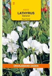 OBZ Lathyrus, Reuk- of siererwt Royal, wit - afbeelding 1