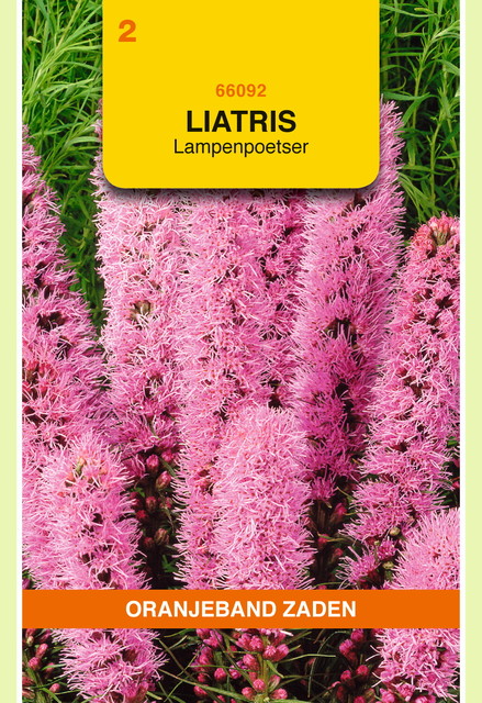 OBZ Liatris, Lampenpoetser, roze - afbeelding 1