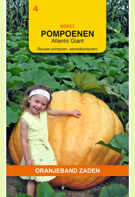 OBZ Pompoenen Atlantic Giant - afbeelding 1