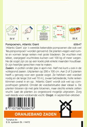 OBZ Pompoenen Atlantic Giant - afbeelding 2
