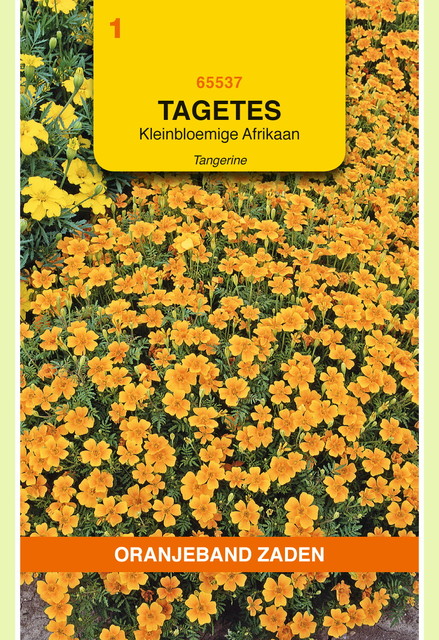OBZ Tagetes, Afrikaan Pumila kleinbloemig, oranje - afbeelding 1