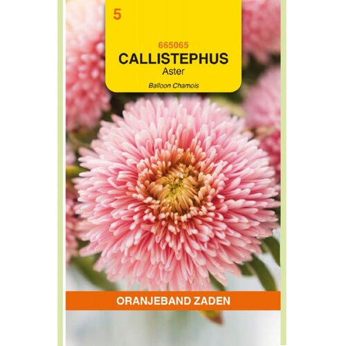 OBZ Zaden aster balloon 20zdn