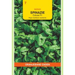 OBZ Zaden spinazie colusa f1 25g