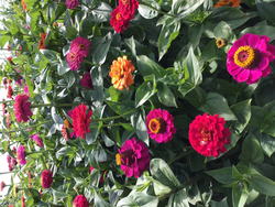 OBZ Zinnia Dahliabloemig gemengd - afbeelding 3