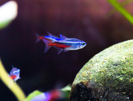 Overige benodigdheden & Accessoires