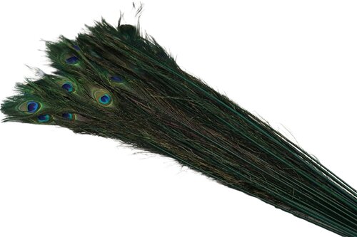 HBX Feather Peacock L90-100cm