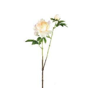 PTMD Peony Flower yellow open with bud