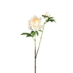 PTMD Peony Flower yellow open with bud