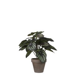 Mica Peperomia donker groen in pot Stan grey