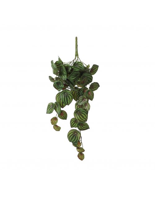 Peperomia hangend groen bont - l58xb20xh14cm