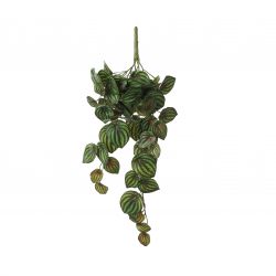 Peperomia hangend groen bont - l58xb20xh14cm