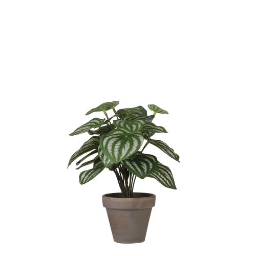 Mica Peperomia licht groen in pot Stan grey