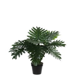 Mica Philodendron in plastic pot groen H60cm