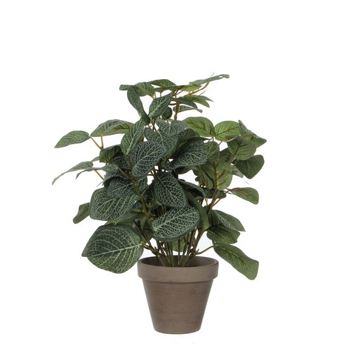 Mica Pilea groen in pot Stan grijs
