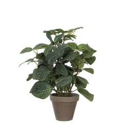Mica Pilea groen in pot Stan grijs