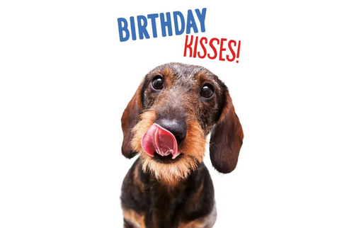 Plenty gifts Kaart a5 birthday kiss dachsh