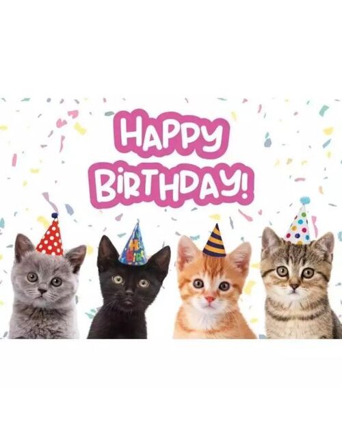 Plenty gifts Kaart a5 birthday kittens
