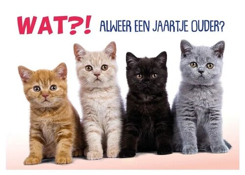 Plenty gifts Kaart a5 jaartje ouder kittens
