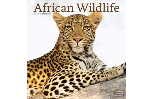 Plenty gifts Kalender 27 african wildlife as