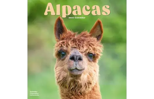 Plenty gifts Kalender 27 alpacas as