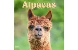 Plenty gifts Kalender 27 alpacas as