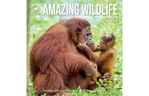 Plenty gifts Kalender 27 amazing wildlife ton pg