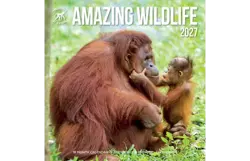 Plenty gifts Kalender 27 amazing wildlife ton pg
