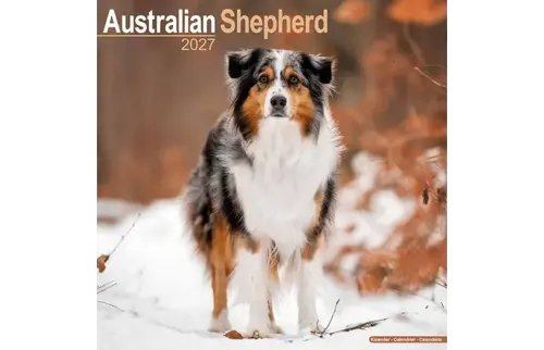Plenty gifts Kalender 27 australian shepherds as
