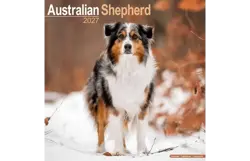 Plenty gifts Kalender 27 australian shepherds as