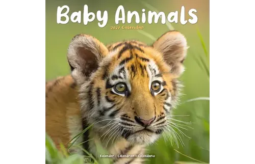 Plenty gifts Kalender 27 baby animals as
