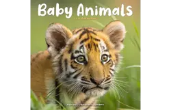 Plenty gifts Kalender 27 baby animals as