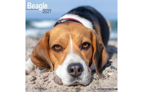 Plenty gifts Kalender 27 beagles as