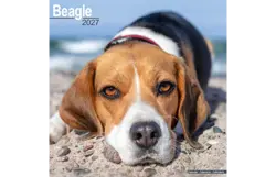 Plenty gifts Kalender 27 beagles as