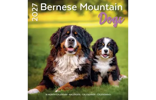 Plenty gifts Kalender 27 bernese m dogs pg