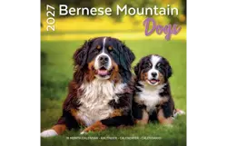 Plenty gifts Kalender 27 bernese m dogs pg
