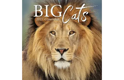 Plenty gifts Kalender 27 big cats gtd