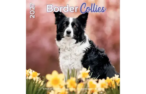 Plenty gifts Kalender 27 border collies pg