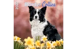 Plenty gifts Kalender 27 border collies pg